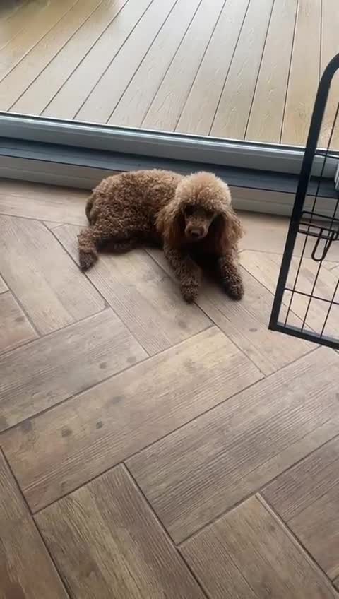 Miniature Poodle dogs for sale: KC HEALTH TEST PUPS - POLICE K9 TRAINER 5* BREEDER - Video 3