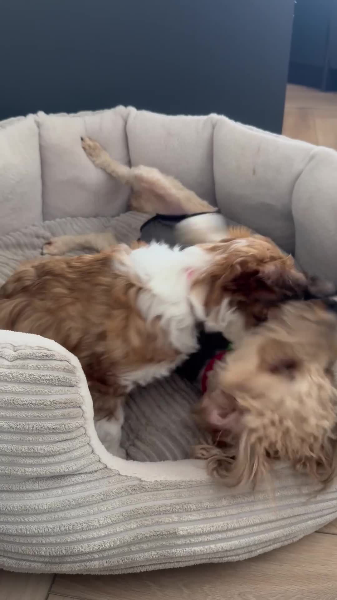 Mixed Breed dogs for sale: Beautiful Ttoodle Female  - Video 3
