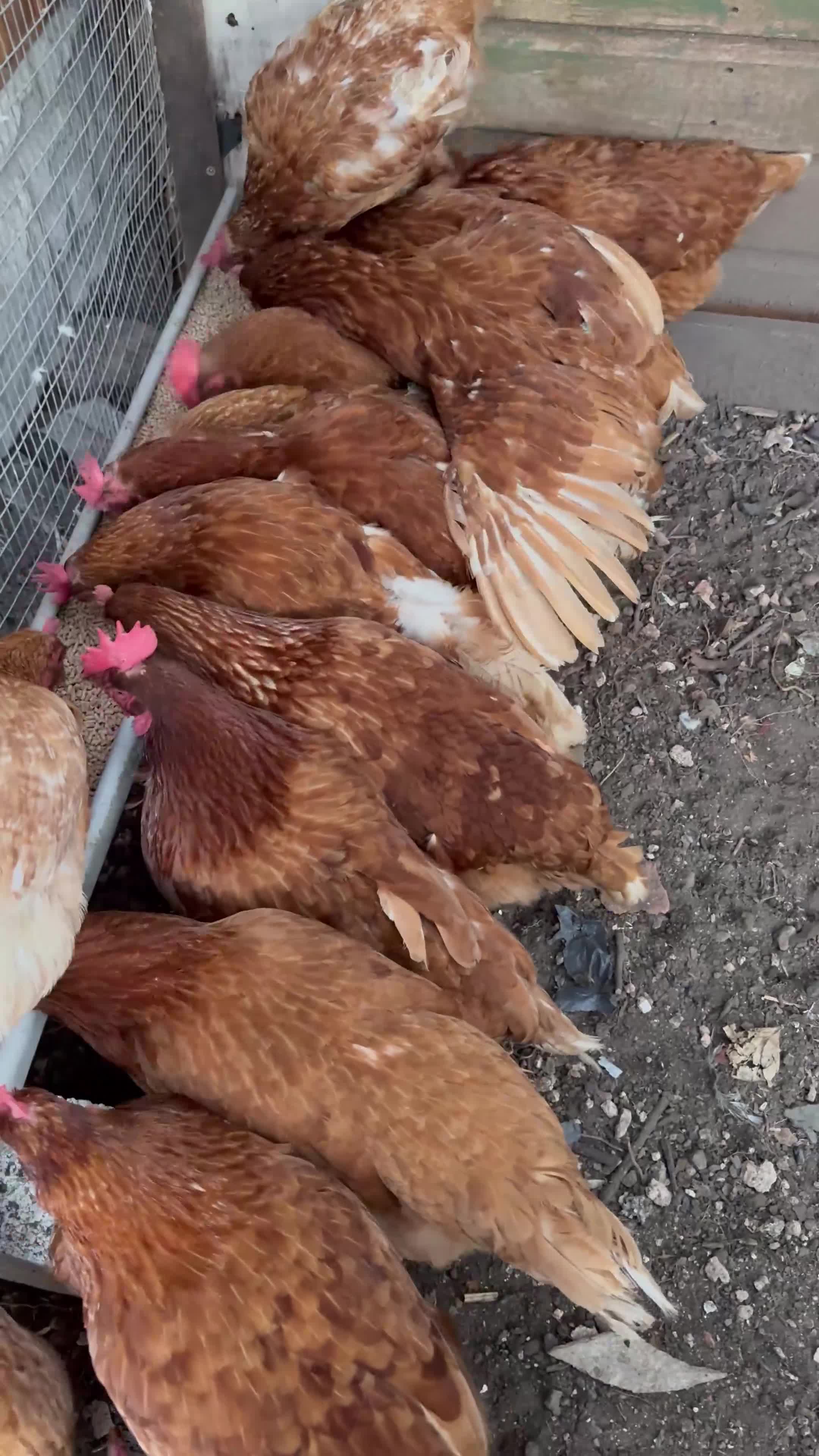 Chickens poultry for sale: Week old Warren chicks  - Video 1