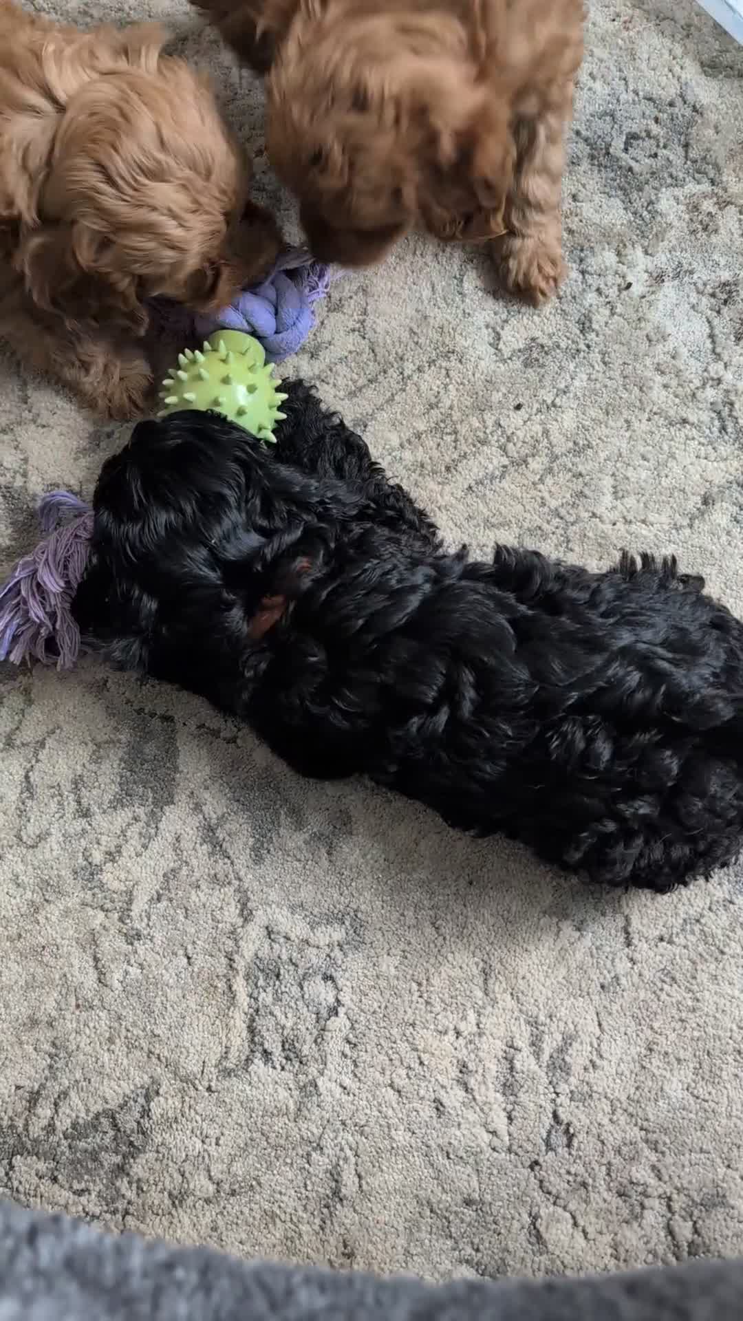Cockapoo dogs for sale: cockerpoo for sale  - Video 1