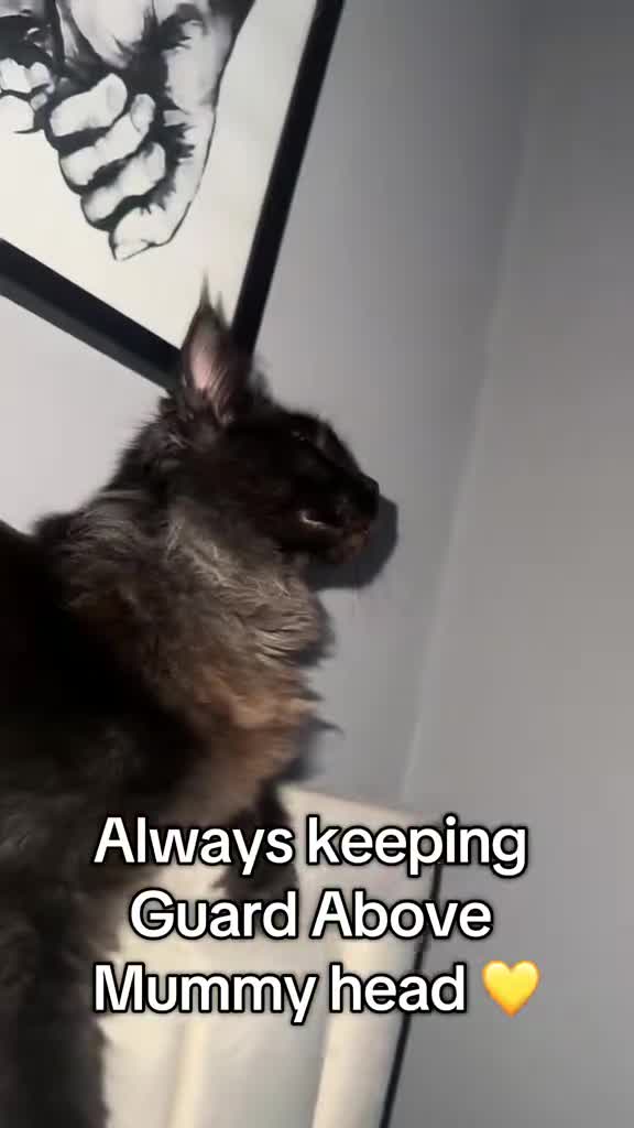 Maine Coon cats for sale: 8 month Maine coon girl  - Video 1