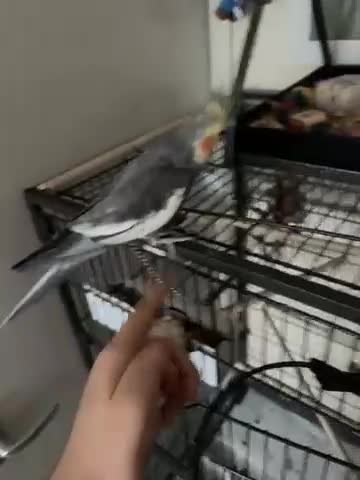 Cockatiels birds for sale: Cockatiel couple with cage and accessories  - Video 1