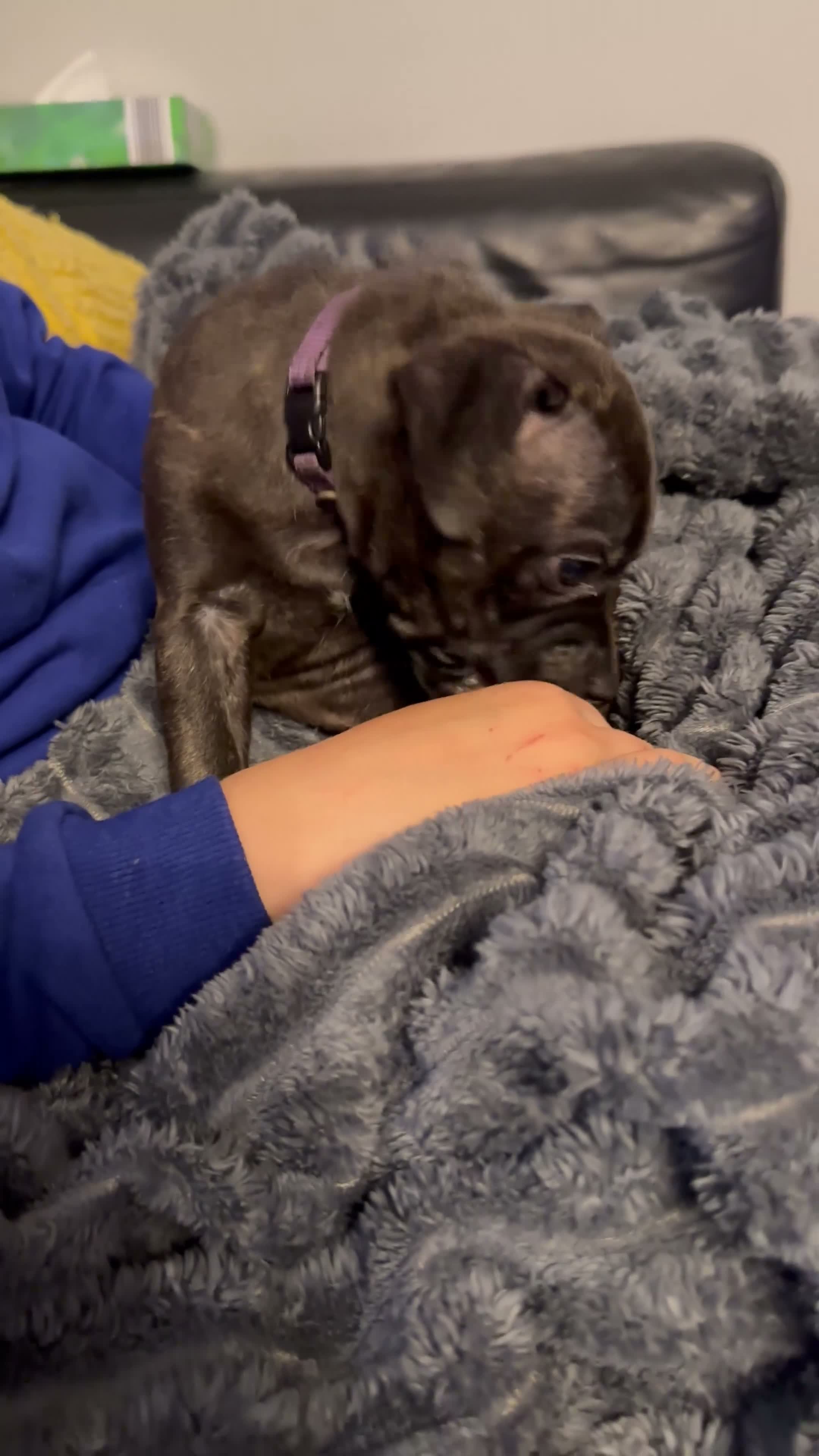 Staffordshire Bull Terrier dogs for sale: **KC reg*22 Champions* staffy pups - Video 1