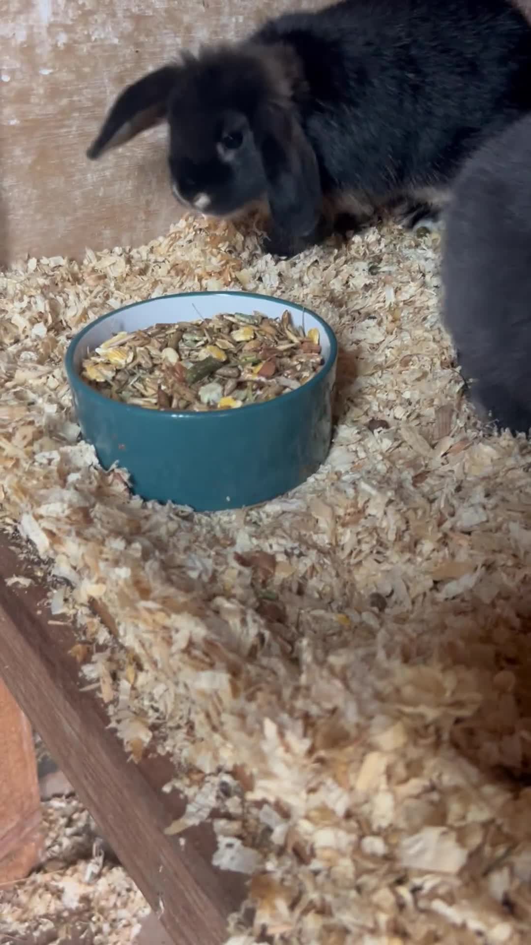 Mini Lop rabbits for sale: Quality minilop girls for sale  - Video 1