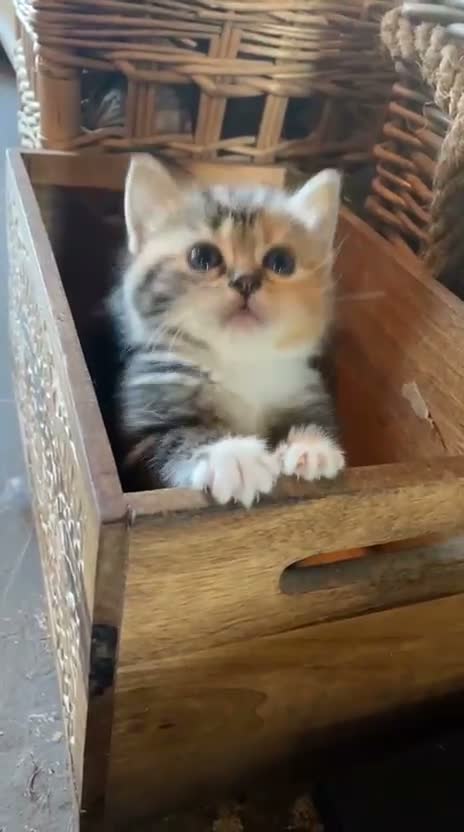 British Shorthair cats for sale: Golden Tabby British shorthair - Video 4
