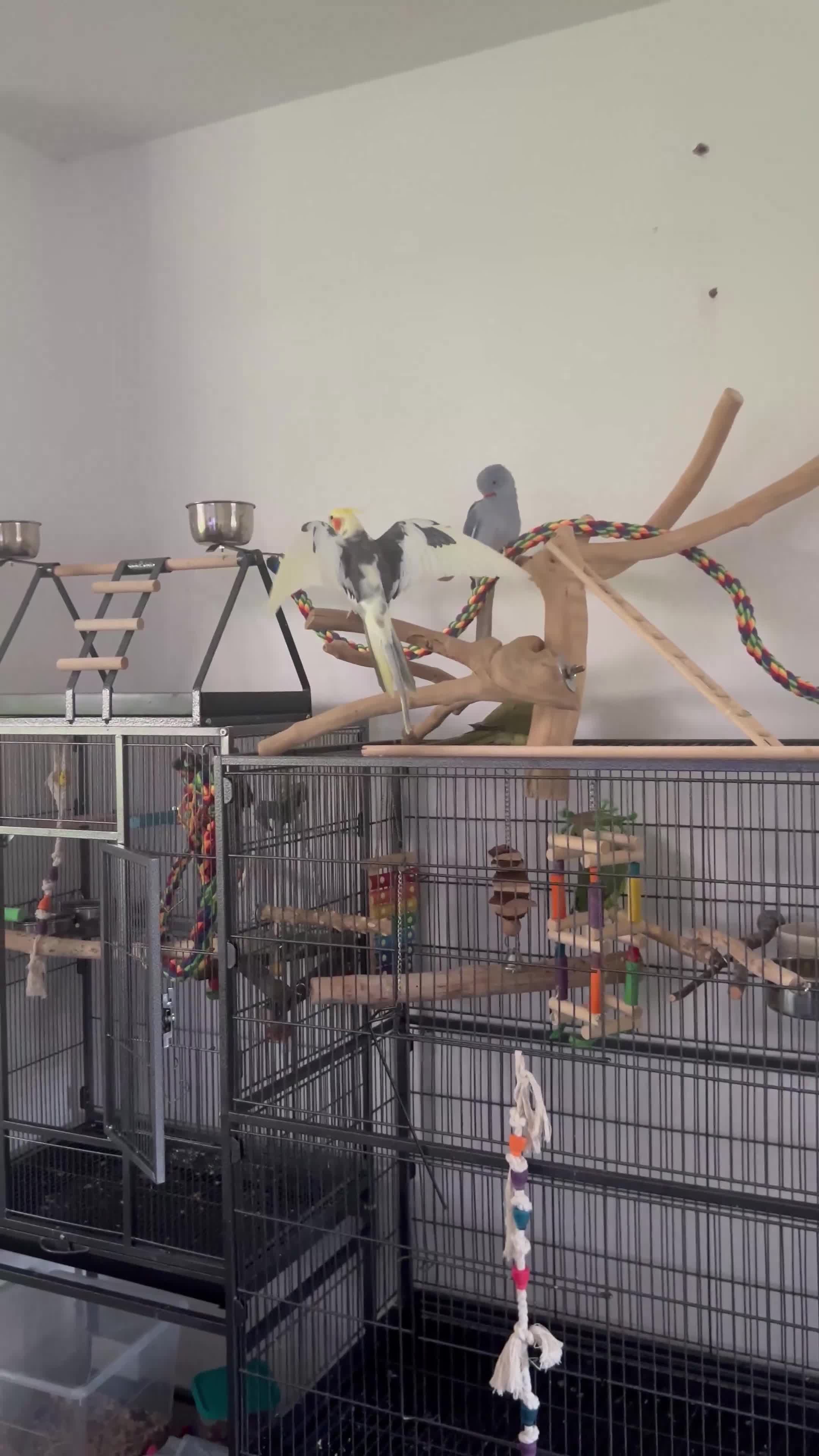 Cockatiels birds for sale: Male cocktail and two green ringneck for sale  - Video 1