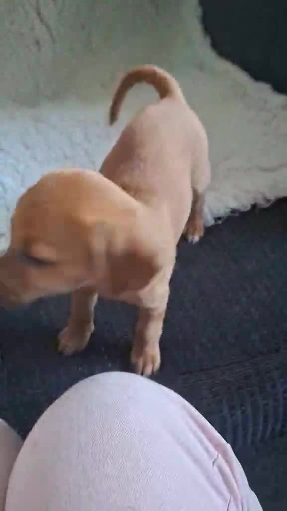 Jackapoo dogs for sale: JACKAPOO READY NOW. - Video 2