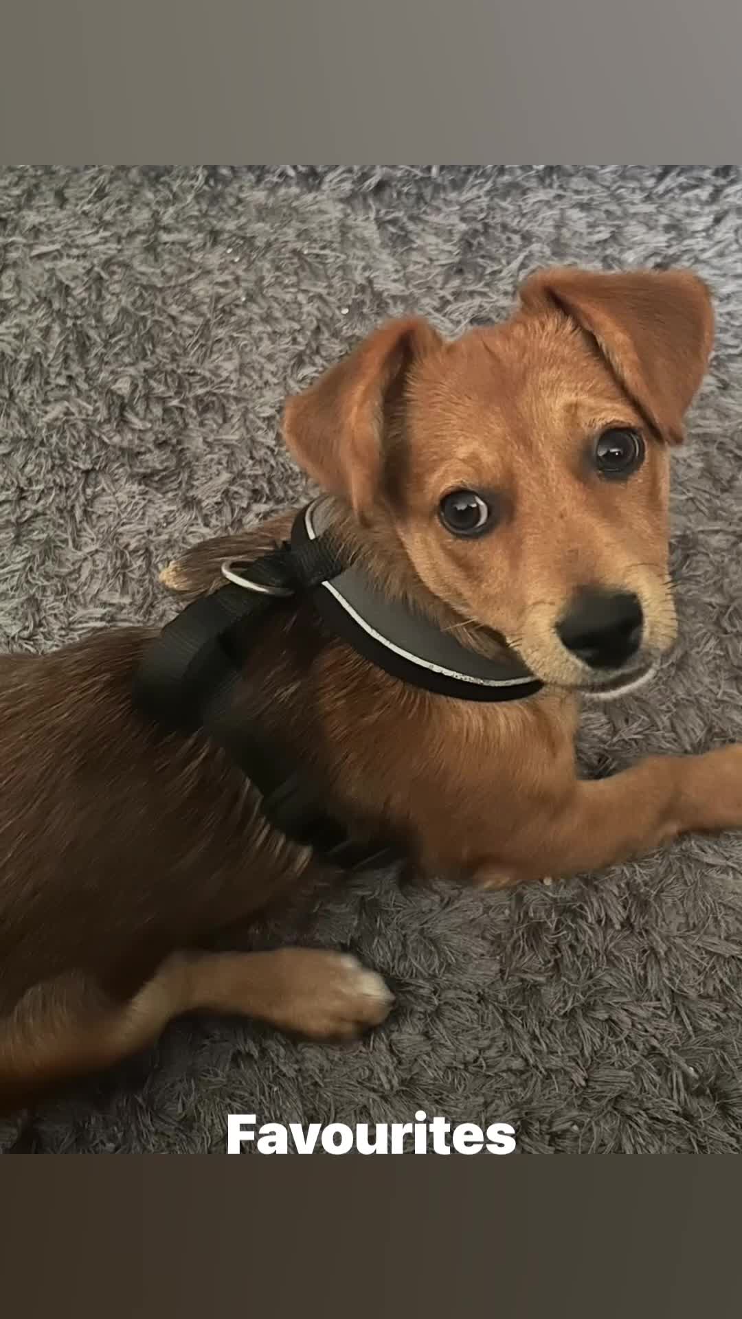 Jackshund dogs for sale: Playful and energetic in Cardiff - Video 1