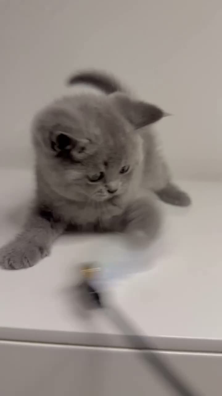 British Shorthair cats for sale: 100% PURE 1 SILVER BOY+1 SILVER GIRL LEFT - Video 2