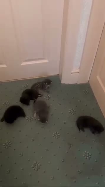 Maine Coon cats for sale: Mainecoon mix kittens in Catterick Garrison - Video 1