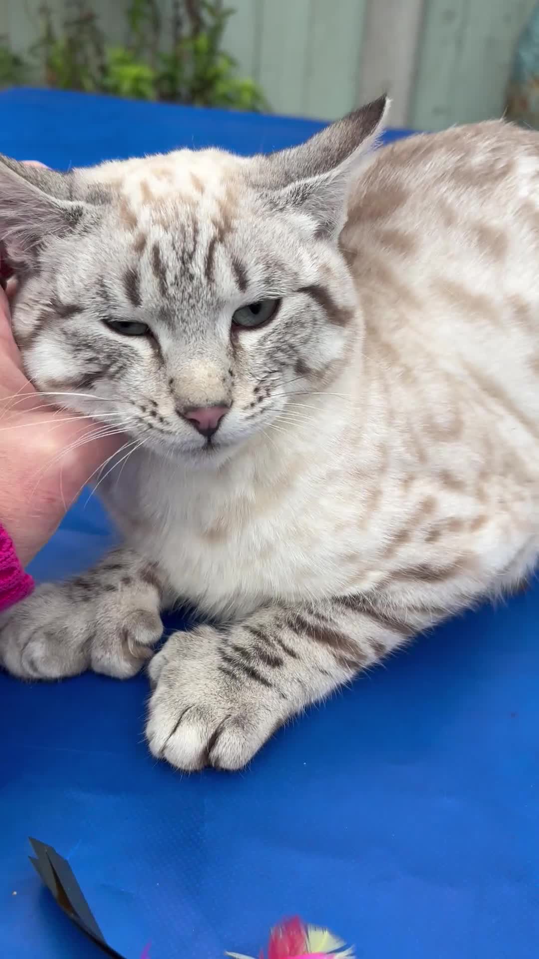 Savannah cats for sale: Breath taking wild looking girl  - Video 1