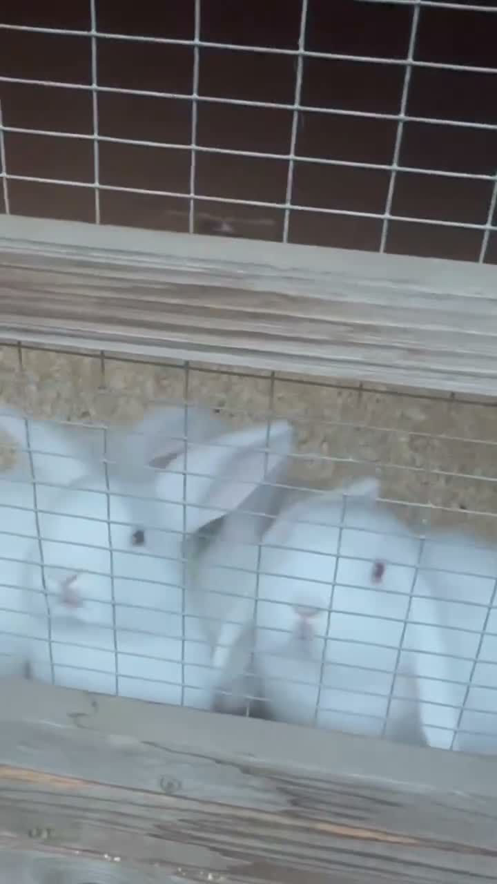 Mini Lop rabbits for sale: Mini Lop Rabbits - Video 1