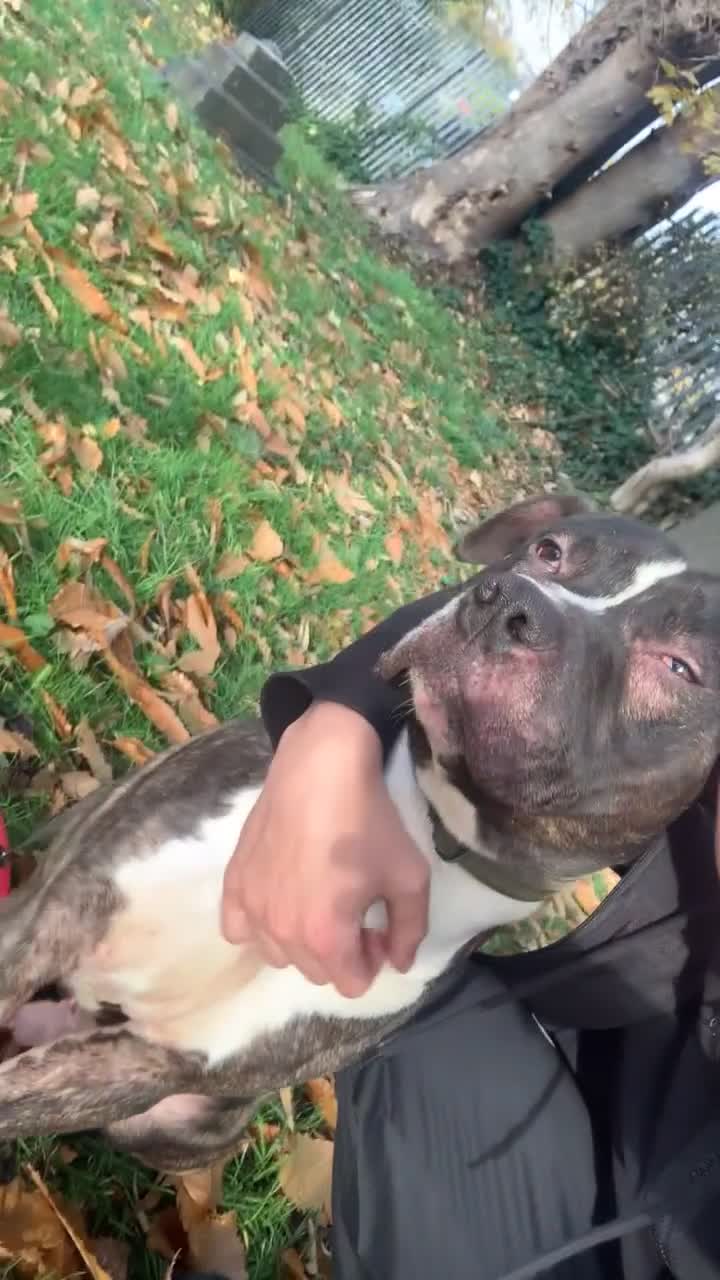 Mixed Breed dogs for sale: zeus staffordshirebull terrier in Chesterfield - Video 4