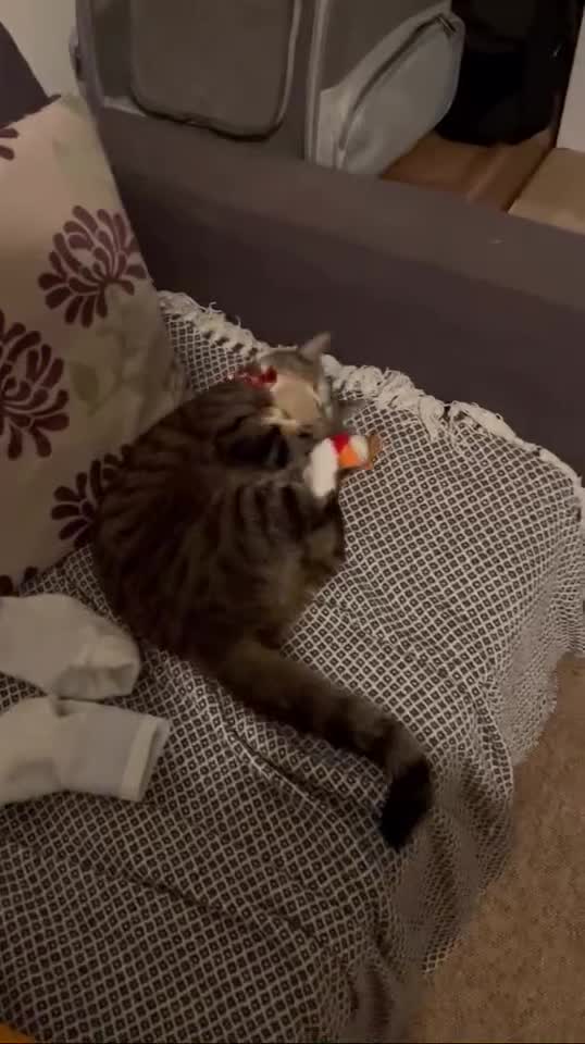 Mixed Breed cats for sale: cute size cat looking for new home - Video 2