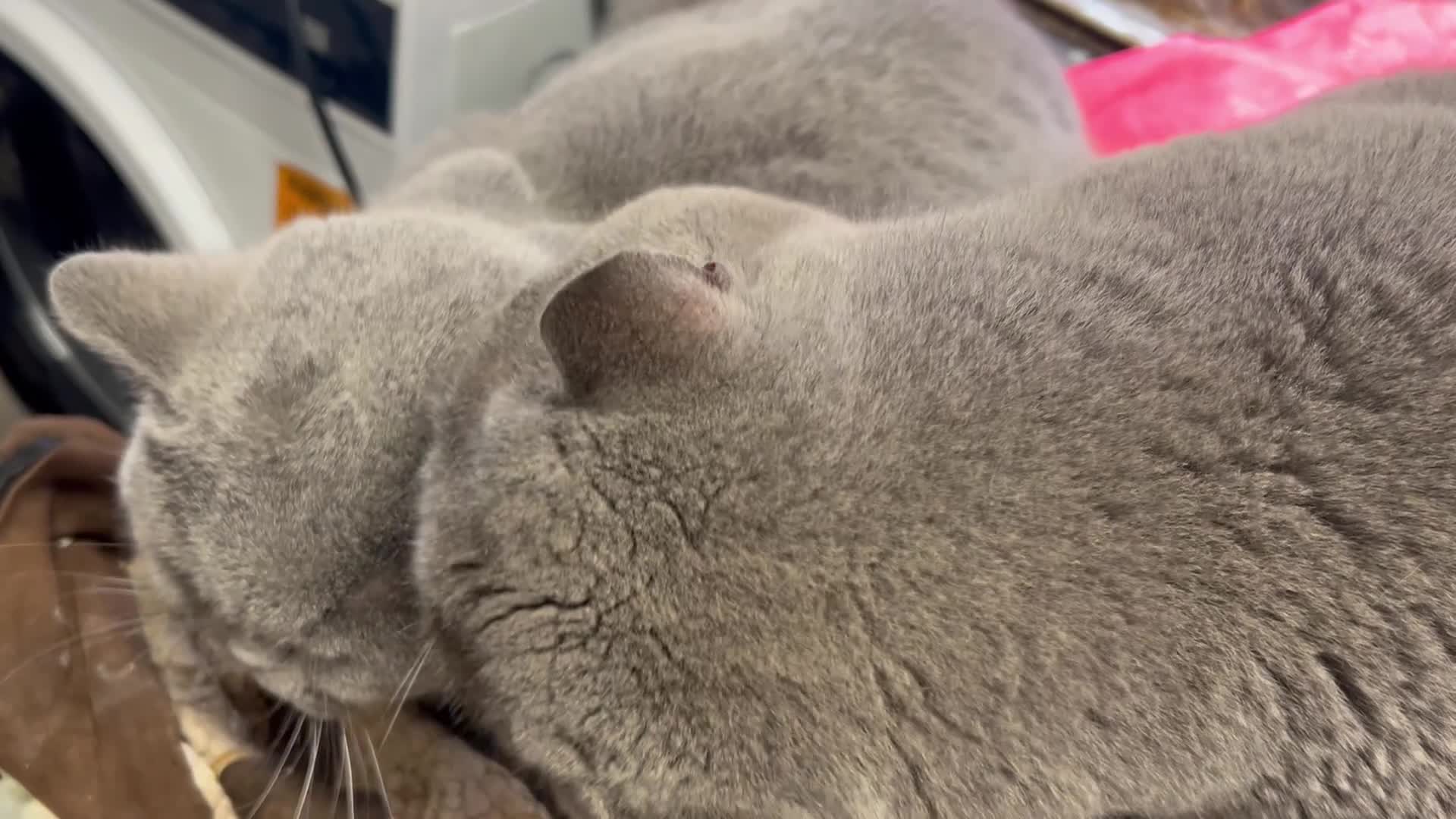 British Shorthair cats for sale: Four little beauties bi colour points  in Rugby - Video 1