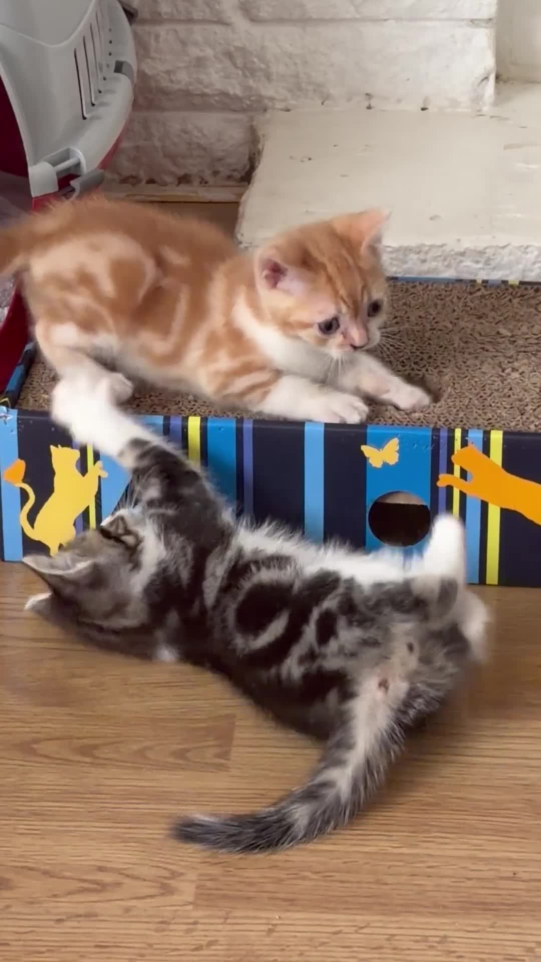 Scottish Fold cats for sale: Adorable kittens - Video 1