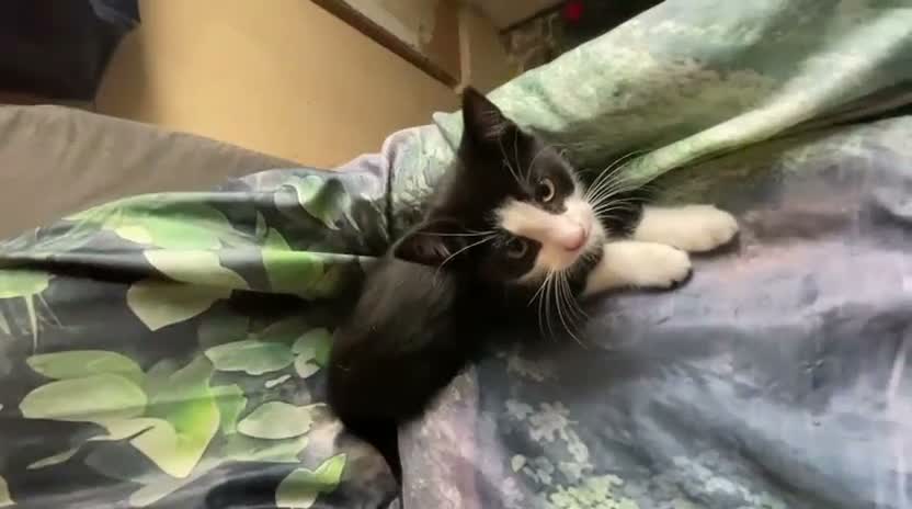 Mixed Breed cats for sale: Velvet kisses  - Video 4