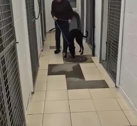 Lurcher dogs for adoption: Friendly boy Barry wants a loving forever home - Video 1