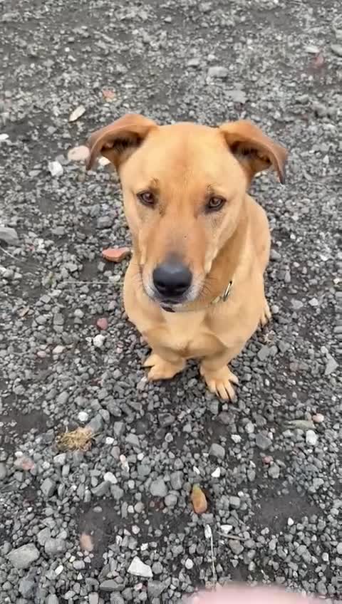 Mixed Breed dogs for adoption: Stevie 💙 - Video 3