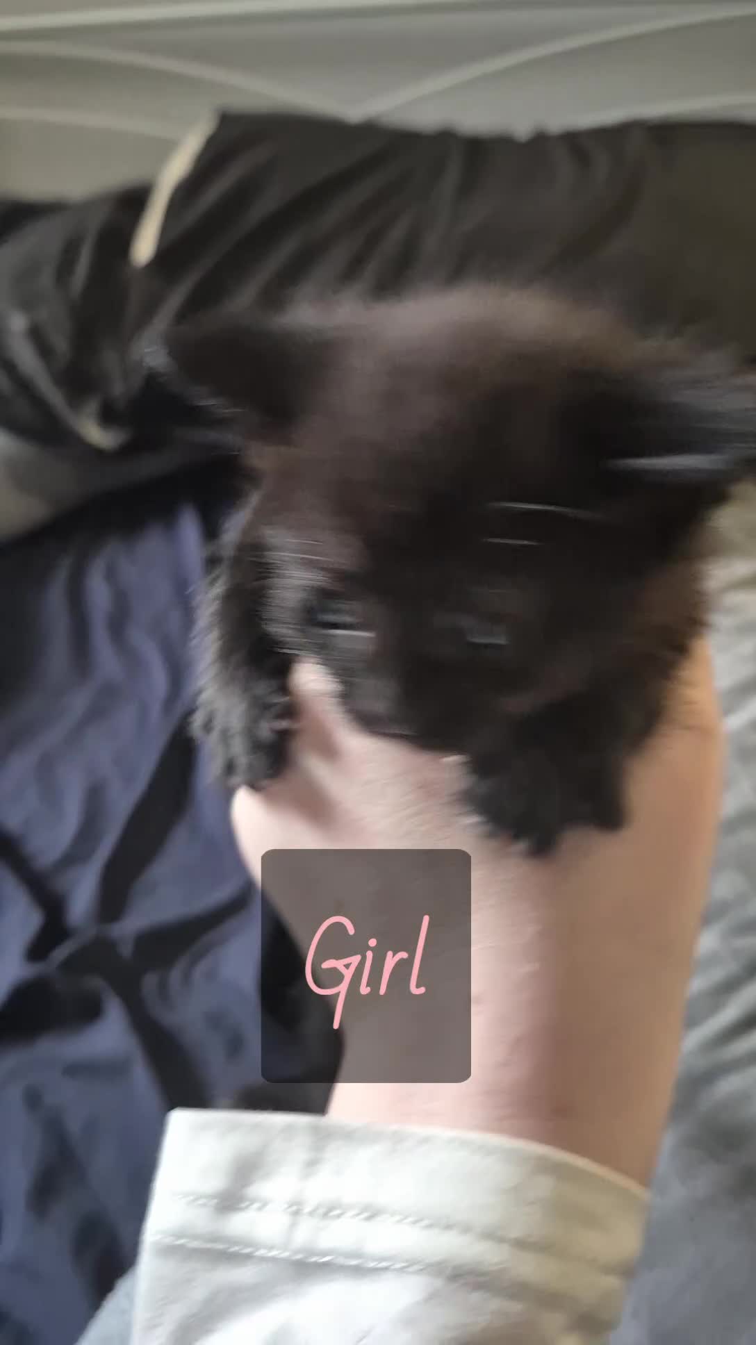 Mixed Breed cats for sale: Selling 3 tortoiseshell mixed kittens for 50 each - Video 2