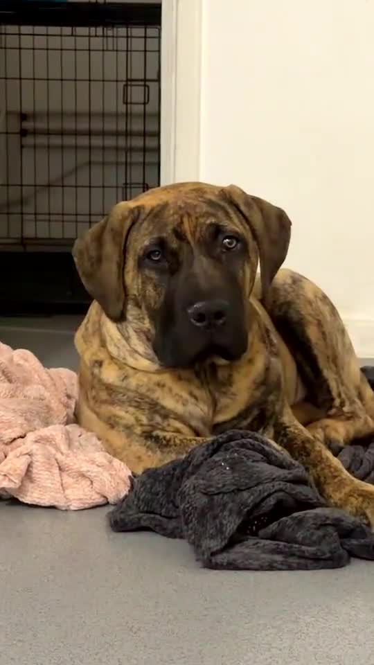 Presa Canario dogs for sale: Draco - Video 1