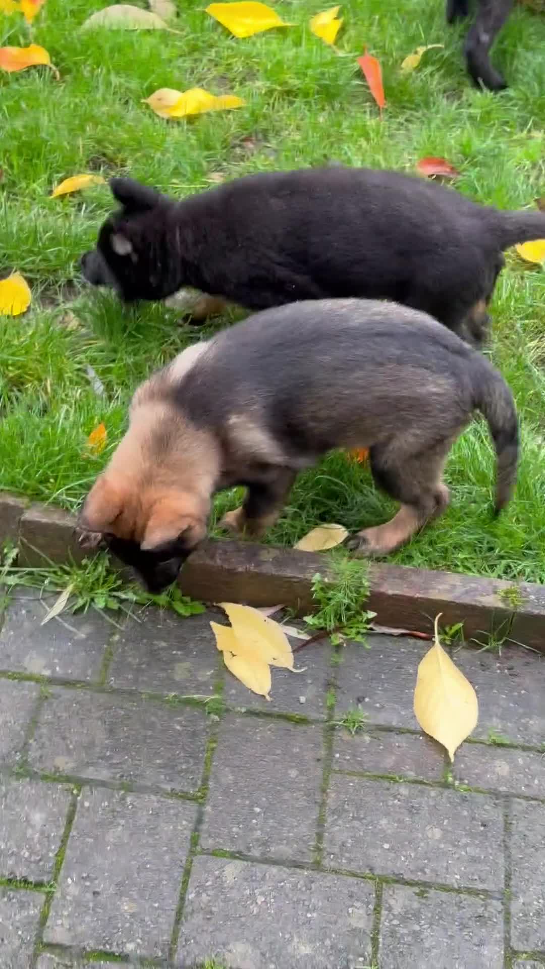 German Shepherd dogs for sale: German Shepherd Puppies - exceptional bloodline  - Video 1