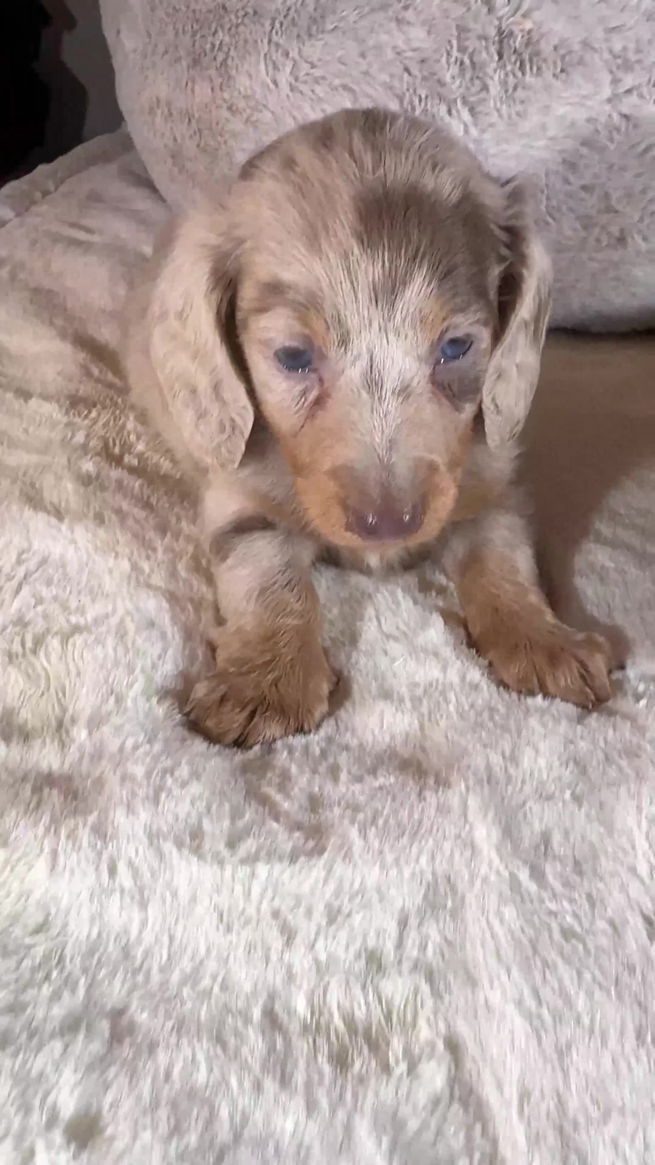 Miniature Dachshund dogs for sale: Long Hair Dachshund miniature Dapple - Video 3