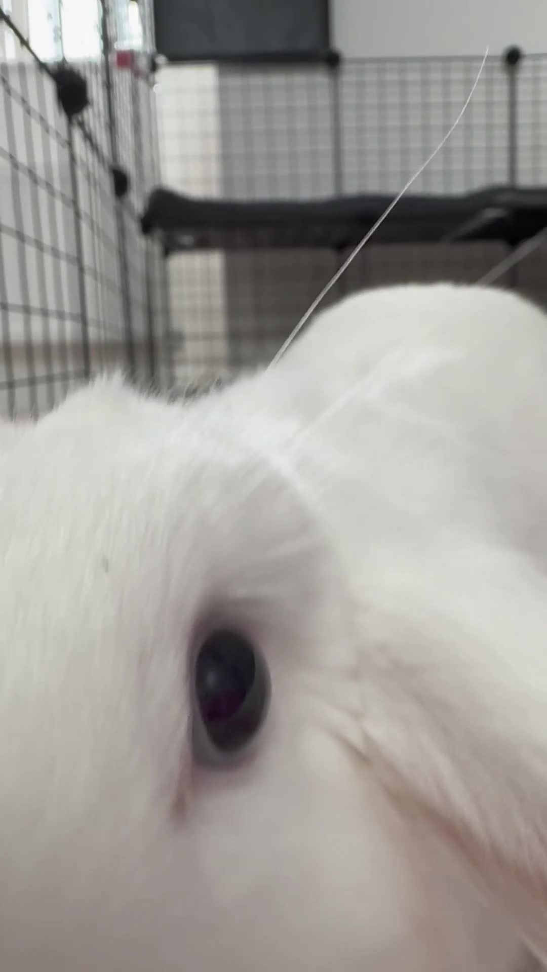 English rabbits for sale: 2 Female Rabbits  - Video 2