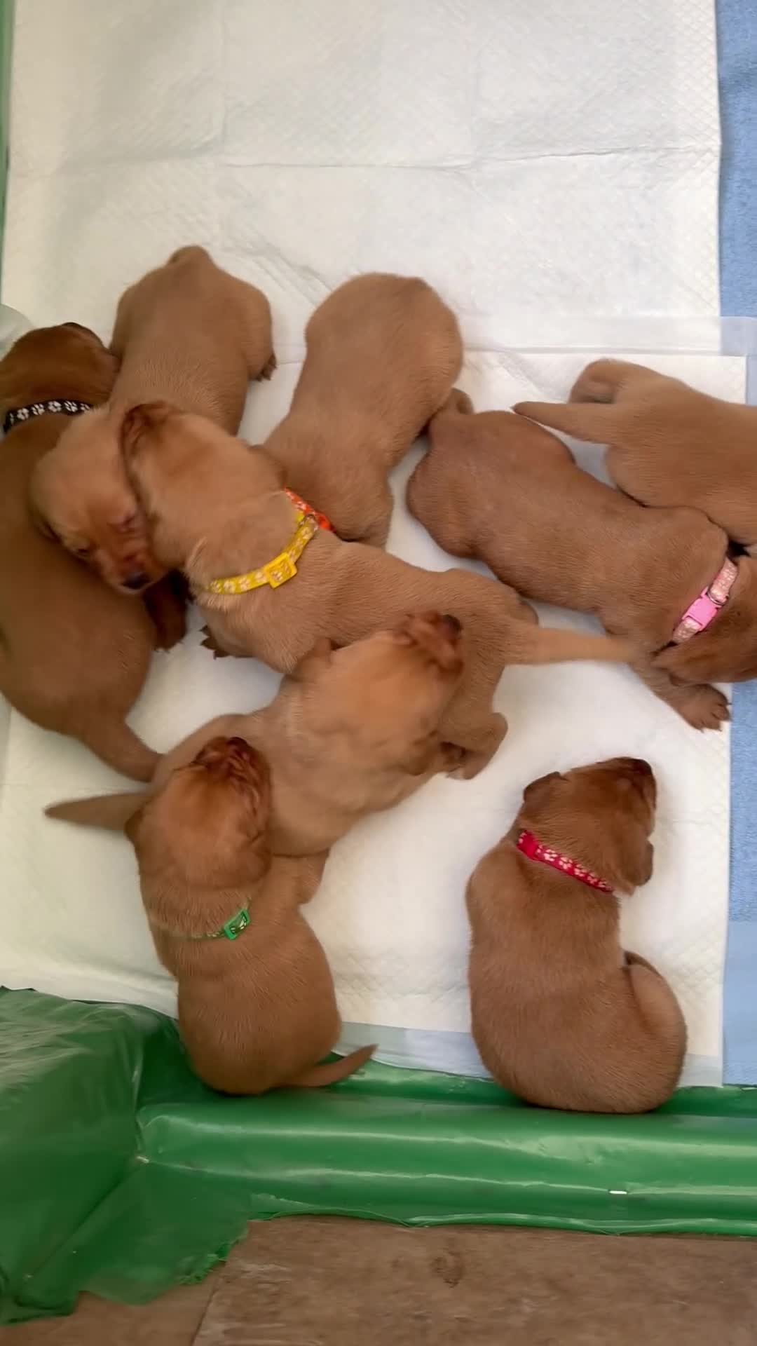Labrador Retriever dogs for sale: Pedigree Red Labrador Puppies  - Video 1