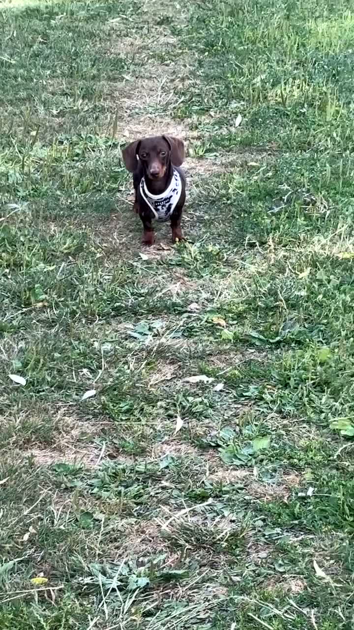 Miniature Dachshund dogs for sale: Miniature dachshund needing a new home - Video 2