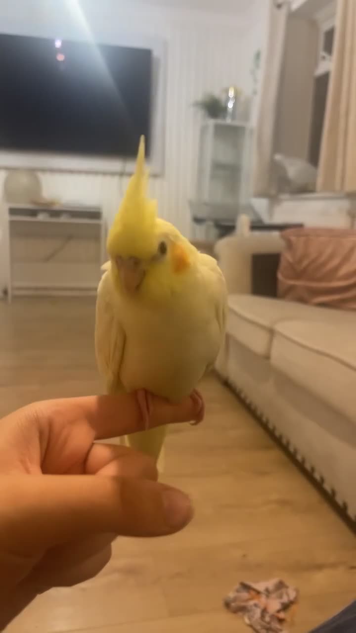 Cockatiels birds for sale: Tamed friendly cockatiel for sale  - Video 1