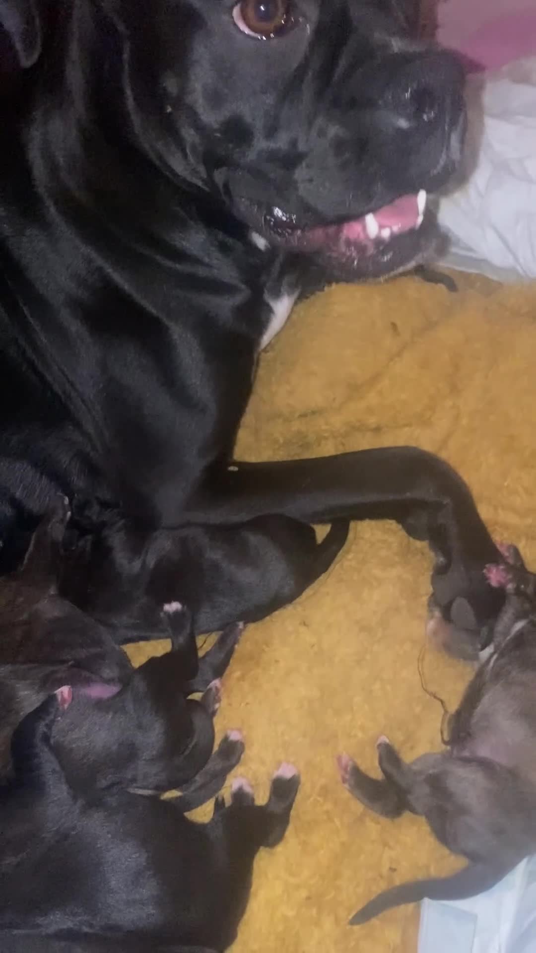 Mixed Breed dogs for sale: 🤩 mum kc boxer dad mini boxer 5 pups rare 🤩 - Video 2