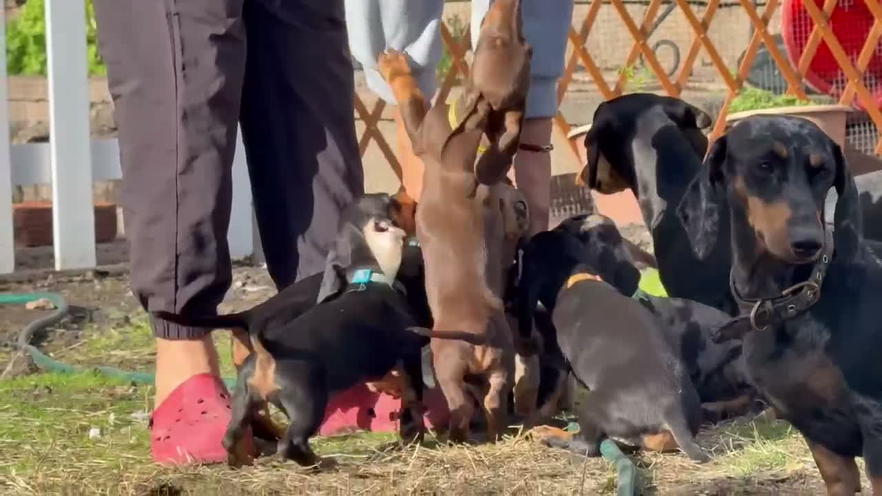 Dachshund dogs for sale: KC Registered Dachshund Puppies  - Video 1