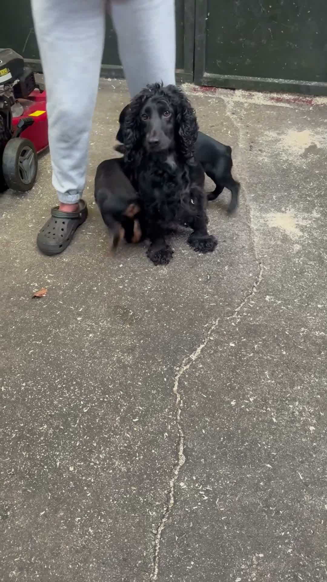 Cocker Spaniel dogs for sale: Gamekeeper bred - Video 1