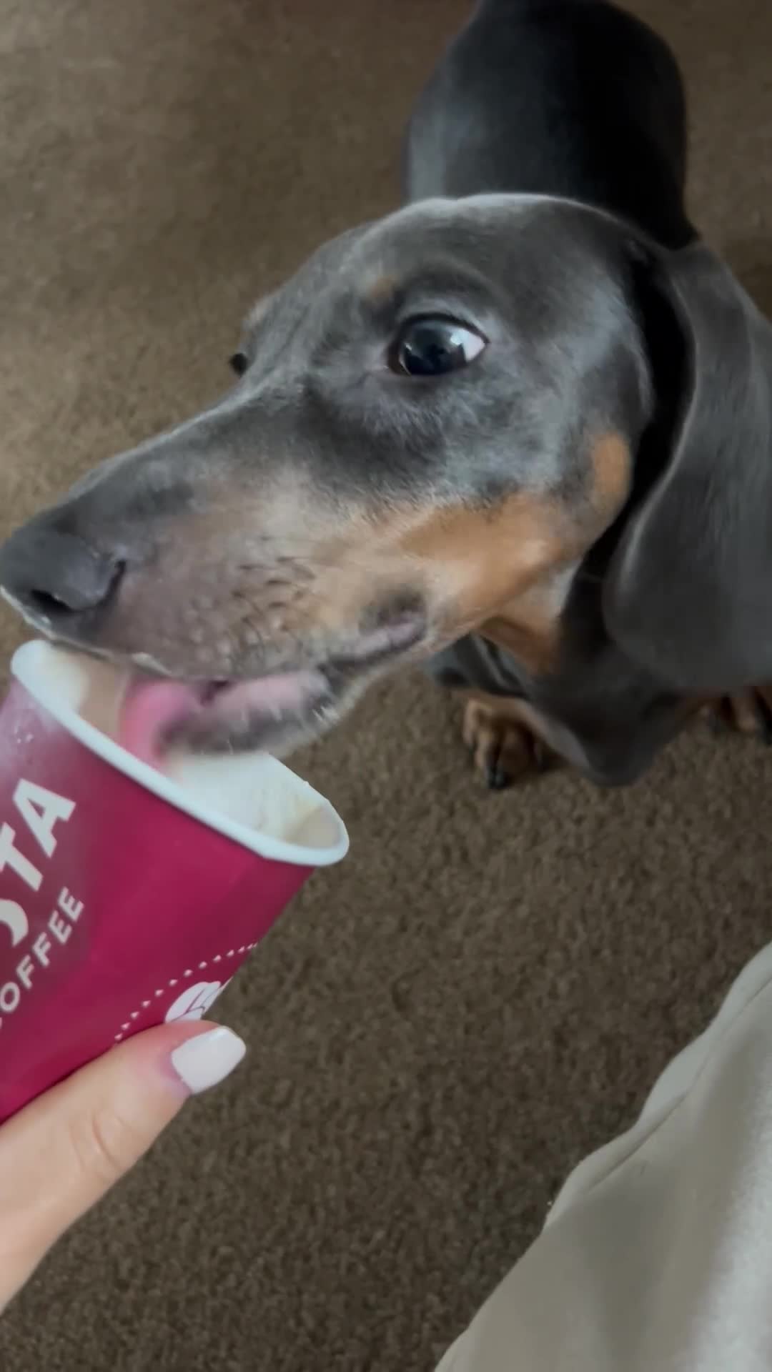 Dachshund dogs for sale: Blue and Tan Dachshund Boy Otis - Video 2
