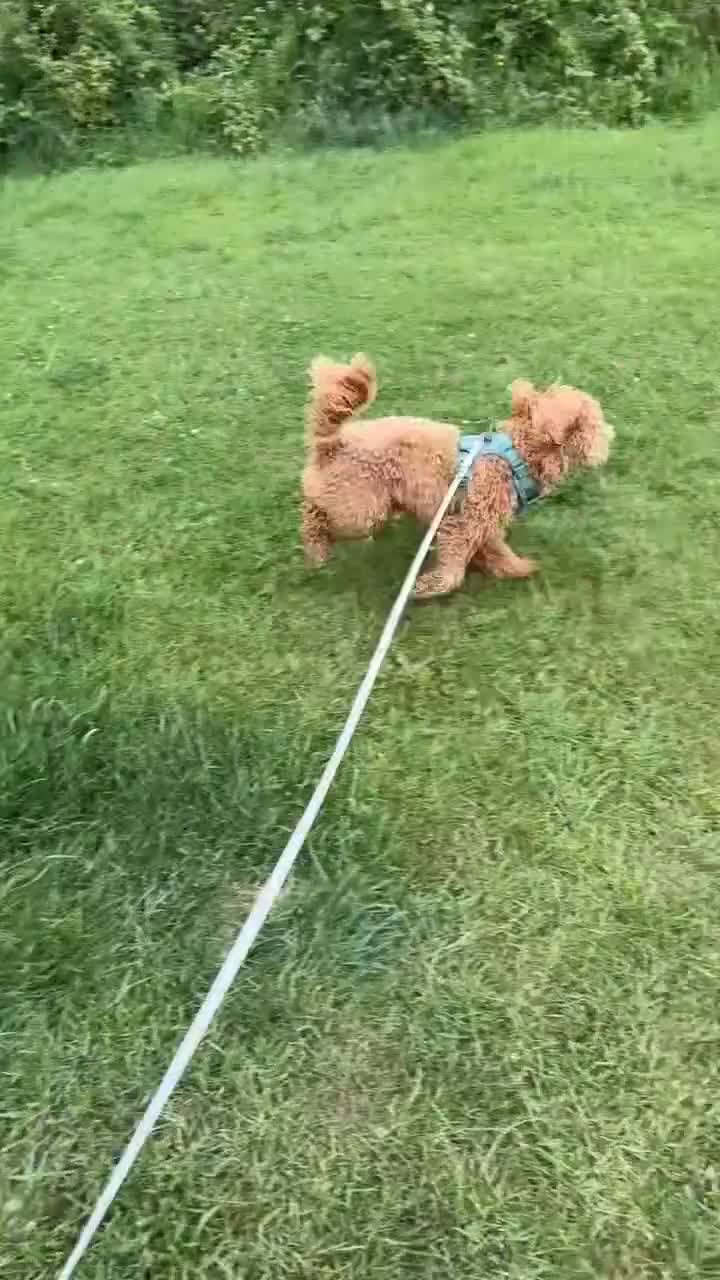Cavapoo dogs for stud: Cavapoo for Stud - Video 2