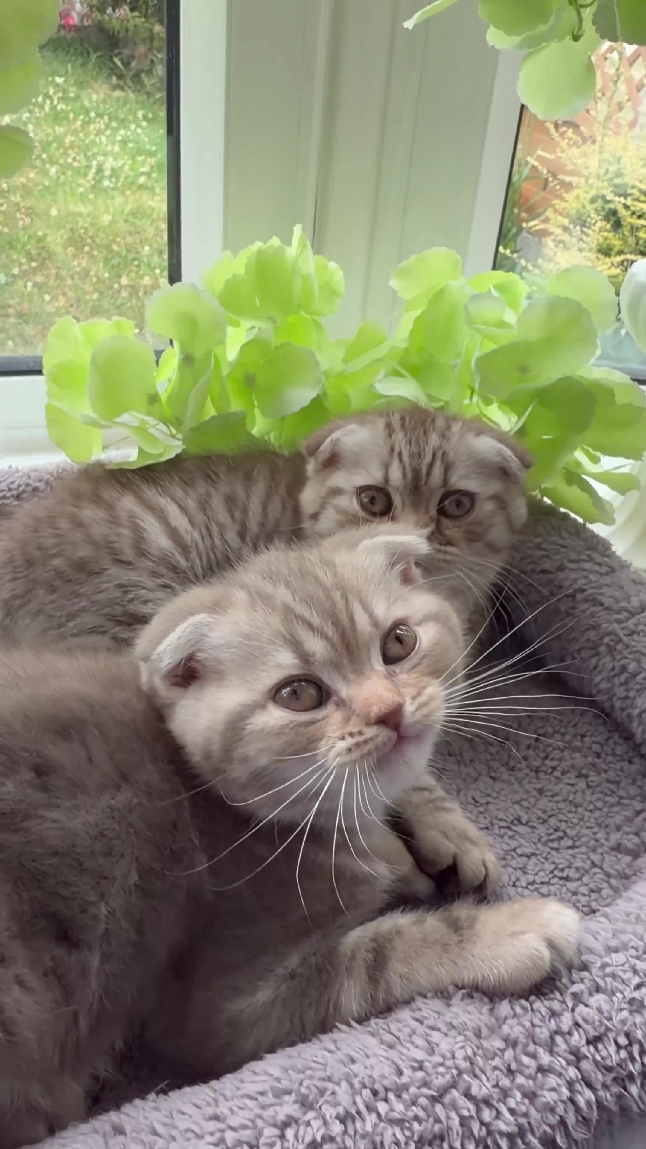 Scottish Fold cats for sale: Scottish Fold Kittens in Tamworth - Video 1