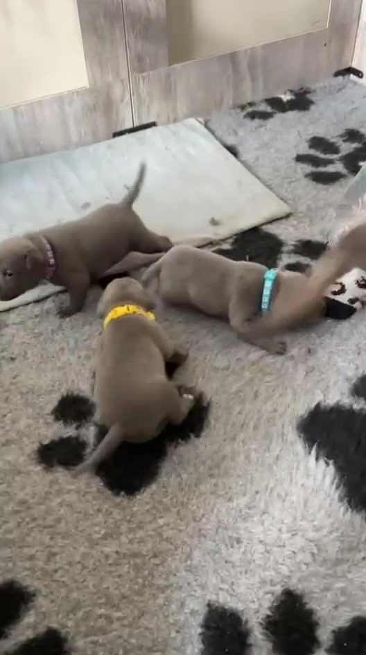 Staffordshire Bull Terrier dogs for sale: Pure Blue Staffordshire Bull Terrier Puppy  - Video 1