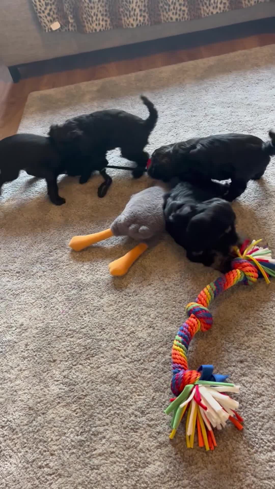Cockapoo dogs for sale: ⭐️Beautiful toy cockapoo pups- 2 girls left ⭐️ - Video 1