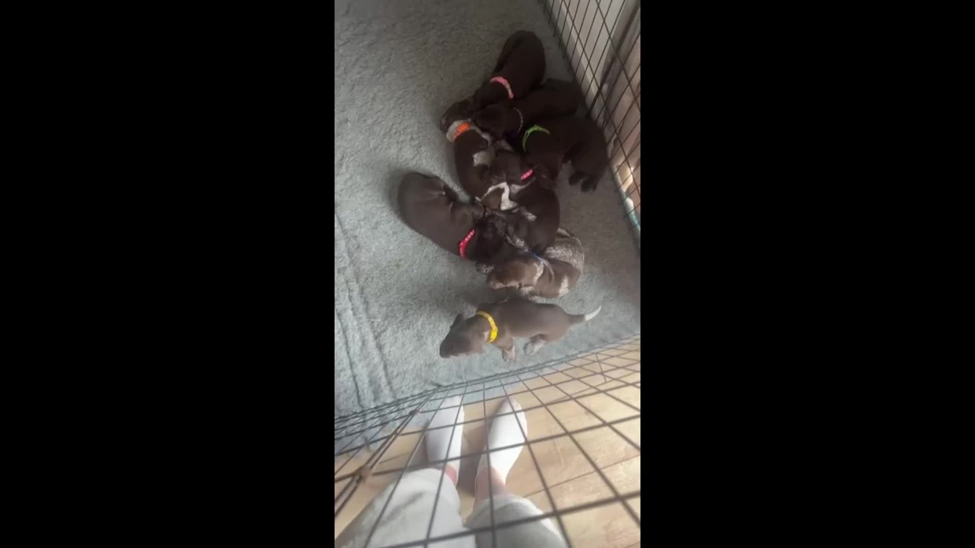 German Shorthaired Pointer dogs for sale: Beautiful KC GSP Puppies - Video 4