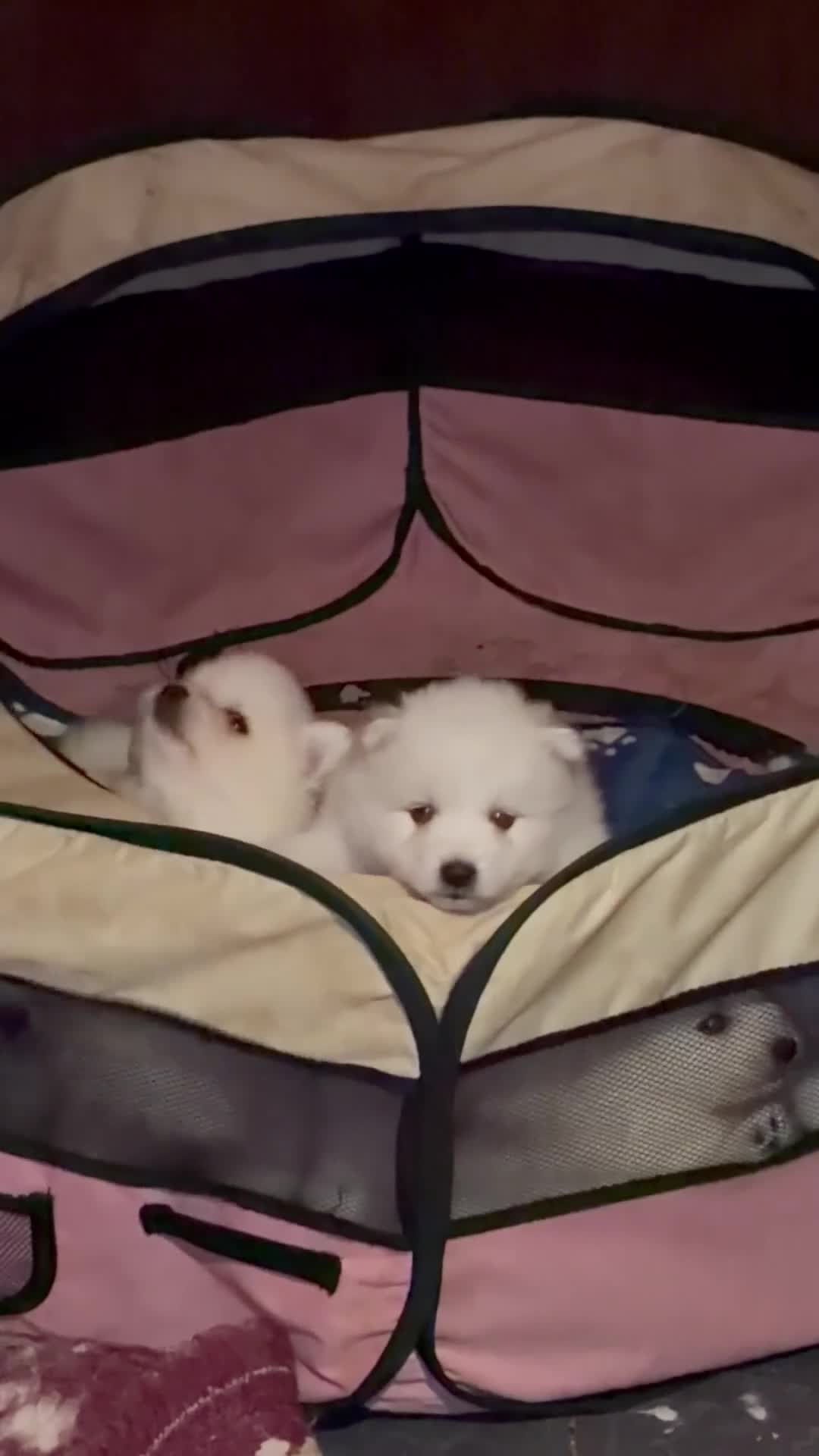 Japanese Spitz dogs for sale: 5 beautiful Japanese spitz puppies for sale - Video 1