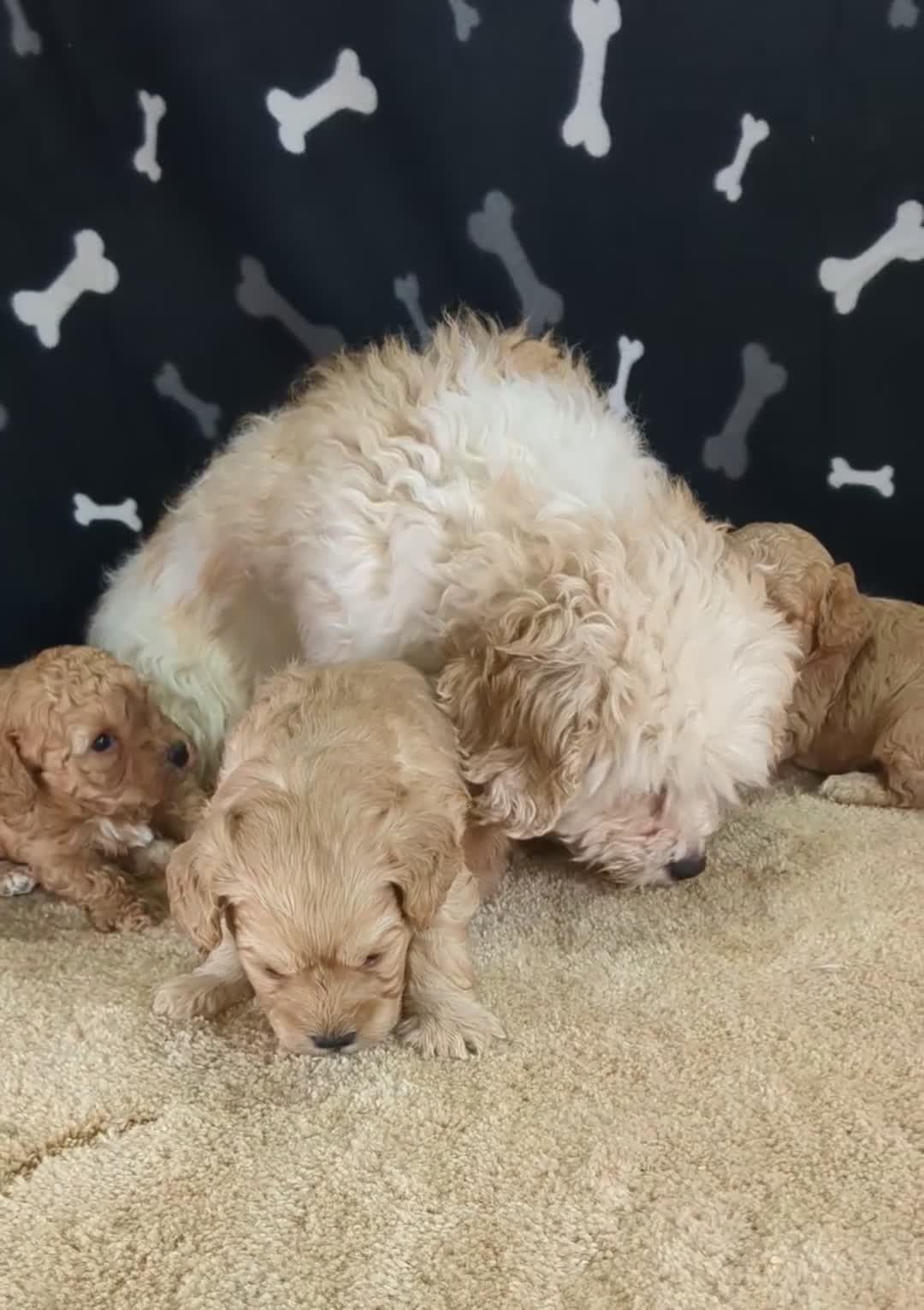 Cavachon dogs for sale: 🐾 3 Little Gentlemen Seeking Their Forever Sofas! - Video 1
