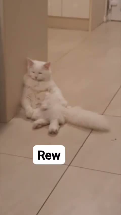 Siberian cats for sale: Siberian Pedigree - Video 3