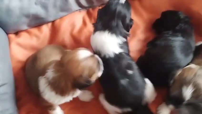 Shih Tzu dogs for sale: Shih Tzu Puppies From Small Imperial-Type Mum - Video 3