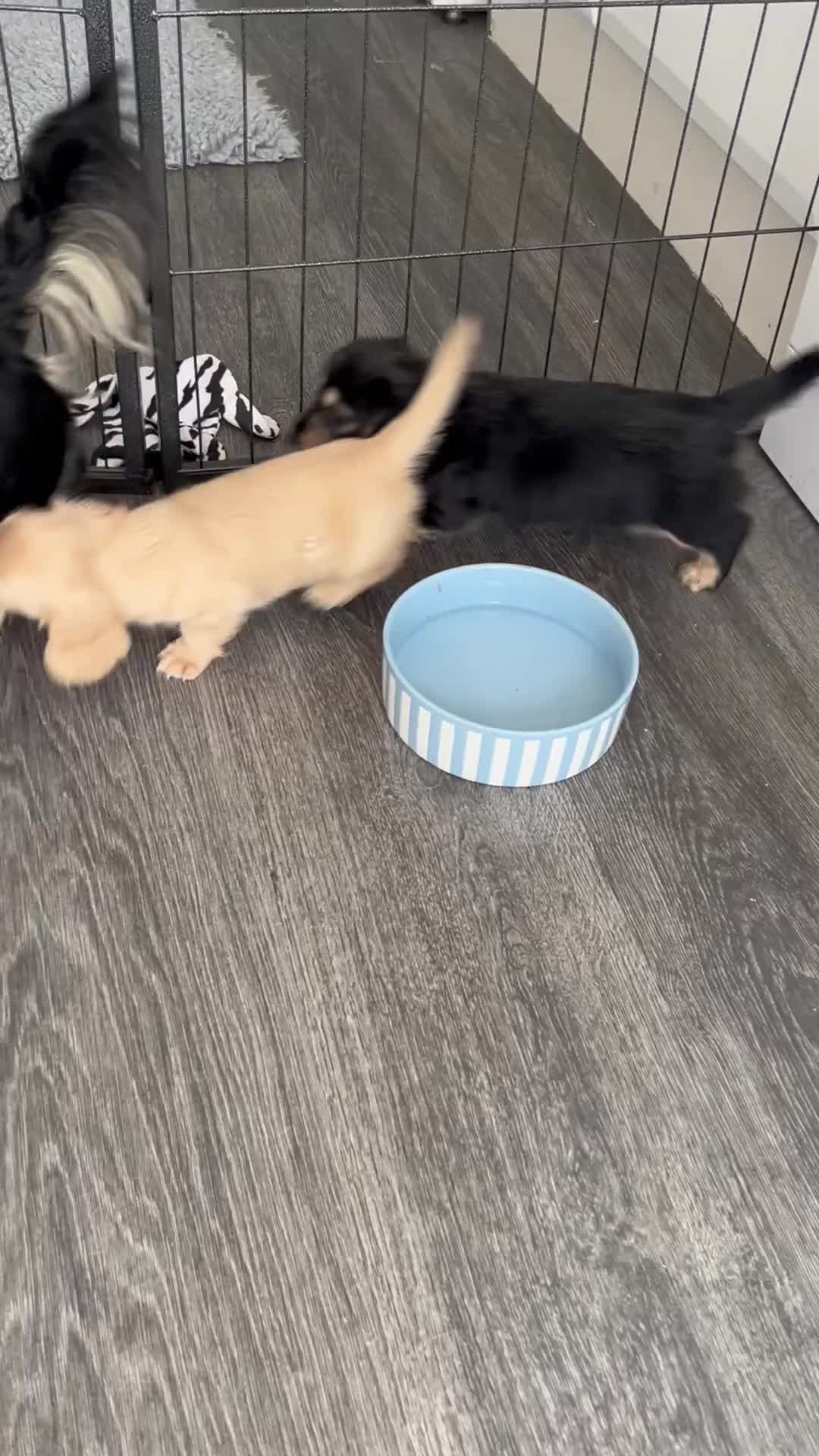 Miniature Dachshund dogs for sale: KC miniature dachshunds - Video 2
