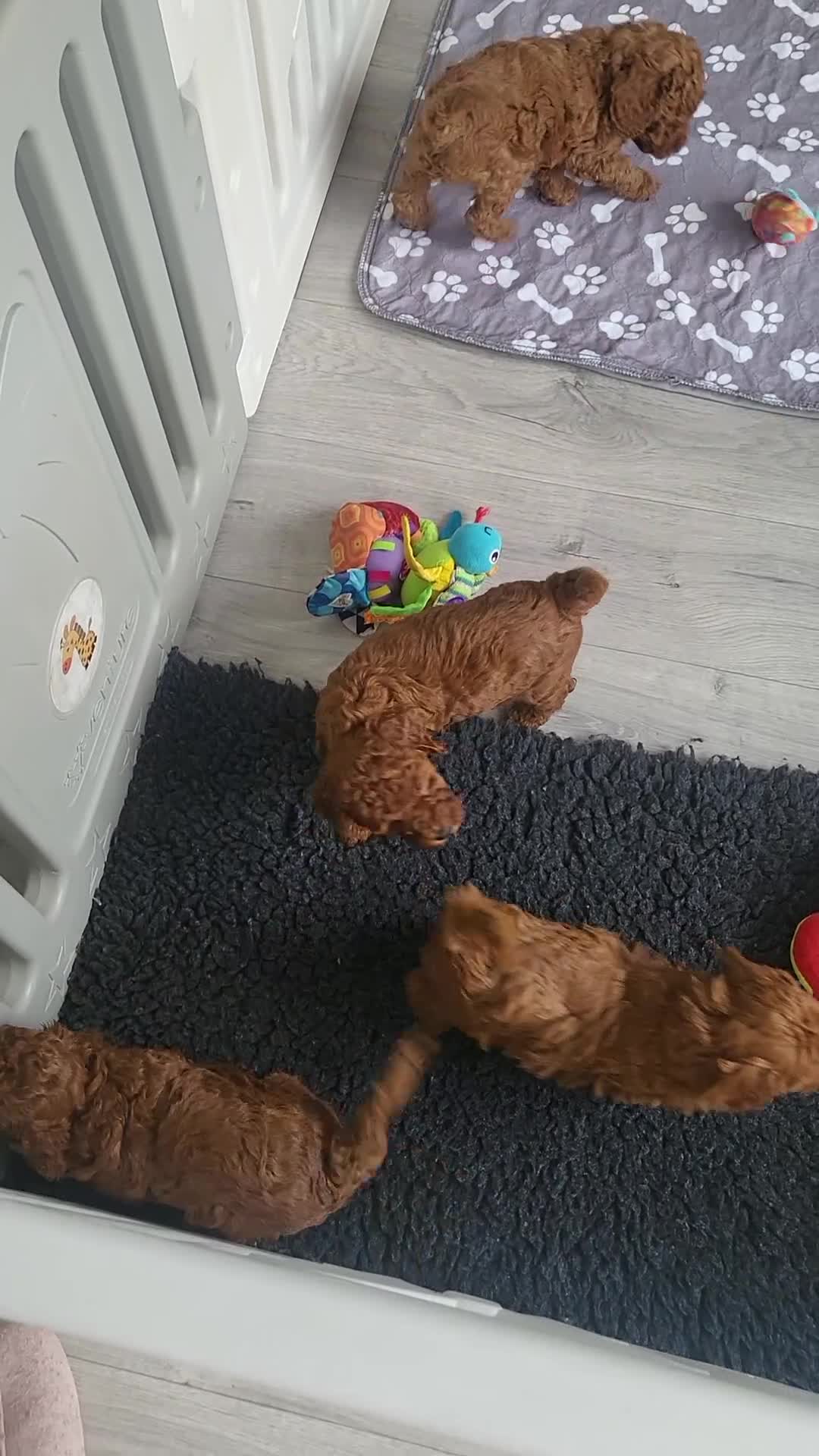 Miniature Poodle dogs for sale: KC Registered miniature poodle  - Video 1