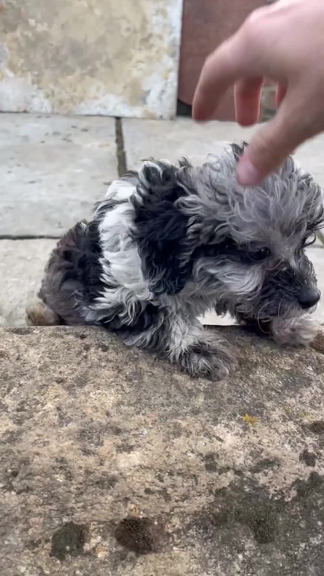 Jackapoo dogs for sale: Jackapoo  - Video 1