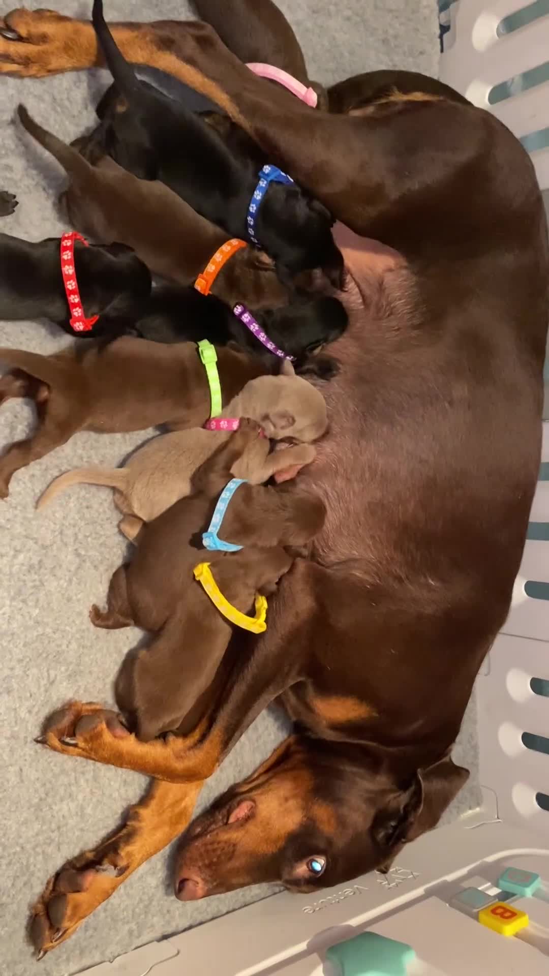Dobermann dogs for sale: KC REGISTERED DOBERMAN PUPS - Video 1