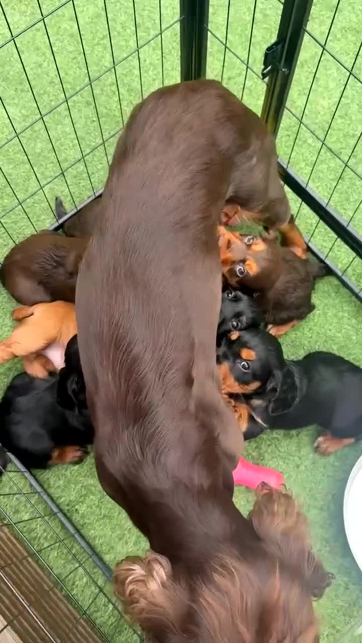 Cocker Spaniel dogs for stud: KC Registered Black and Tan Cocker Stud - Video 1