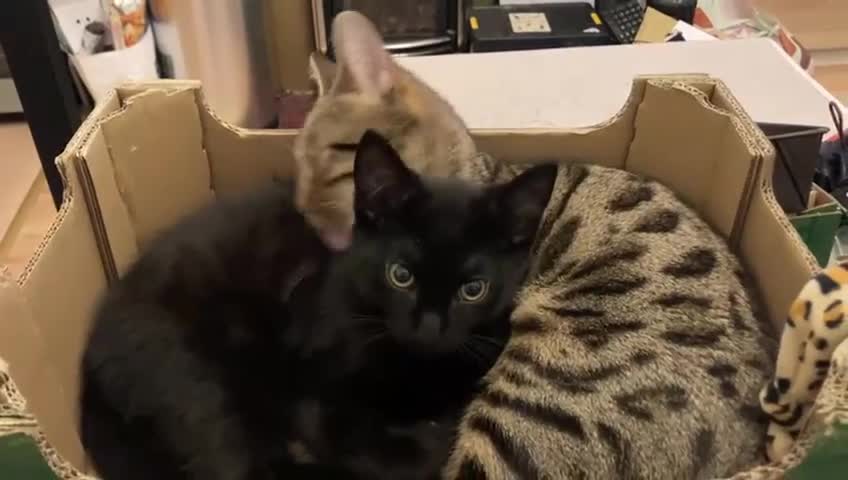 British Shorthair cats for sale: Shakira & Sphynxy  - Video 1